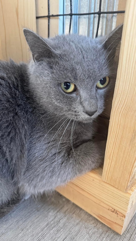 Sterling, an adoptable Domestic Short Hair, Russian Blue in Muskegon, MI, 49442 | Photo Image 3