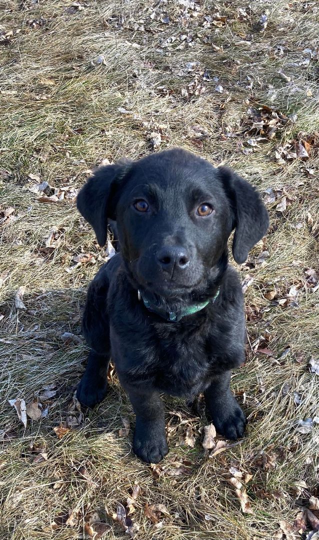 Chesapeake bay retriever black best sale lab mix