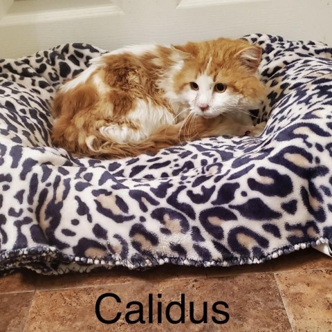 Calitus