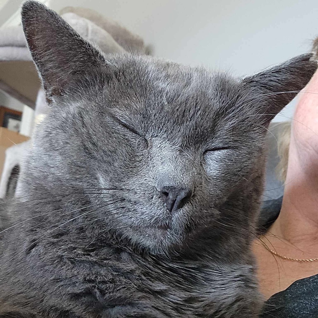 Sully, an adoptable Domestic Short Hair in Spring Hill, KS, 66083 | Photo Image 1