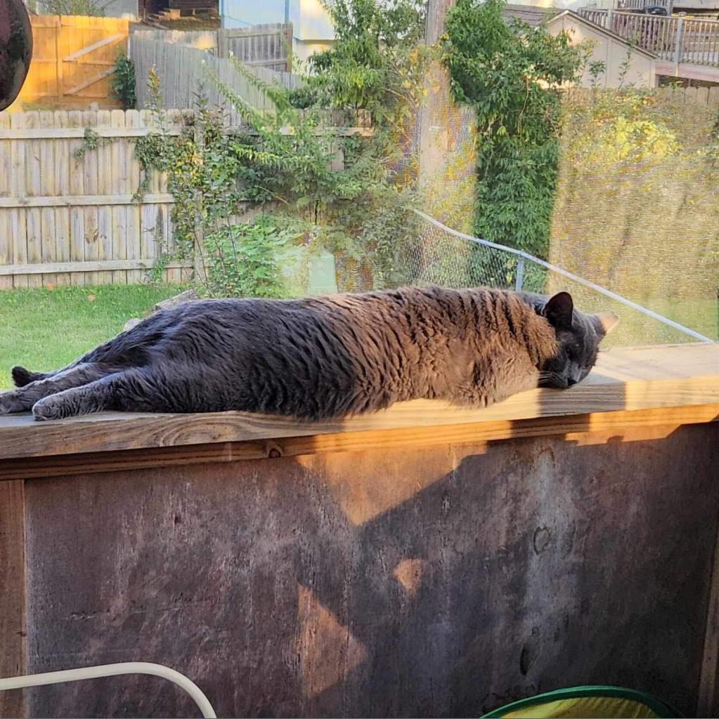 Sully, an adoptable Domestic Short Hair in Spring Hill, KS, 66083 | Photo Image 2