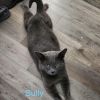 Sully photo 3