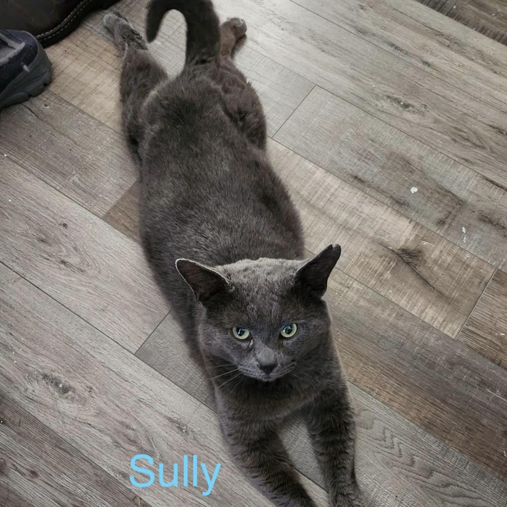 Sully, an adoptable Domestic Short Hair in Spring Hill, KS, 66083 | Photo Image 3