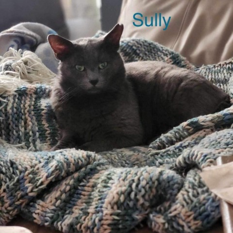 Sully, an adoptable Domestic Short Hair in Spring Hill, KS, 66083 | Photo Image 4