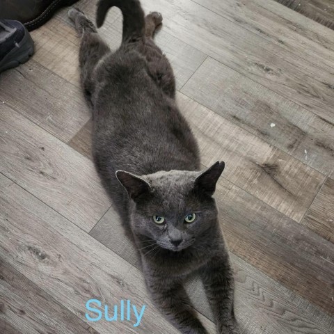 Sully, an adoptable Domestic Short Hair in Spring Hill, KS, 66083 | Photo Image 5