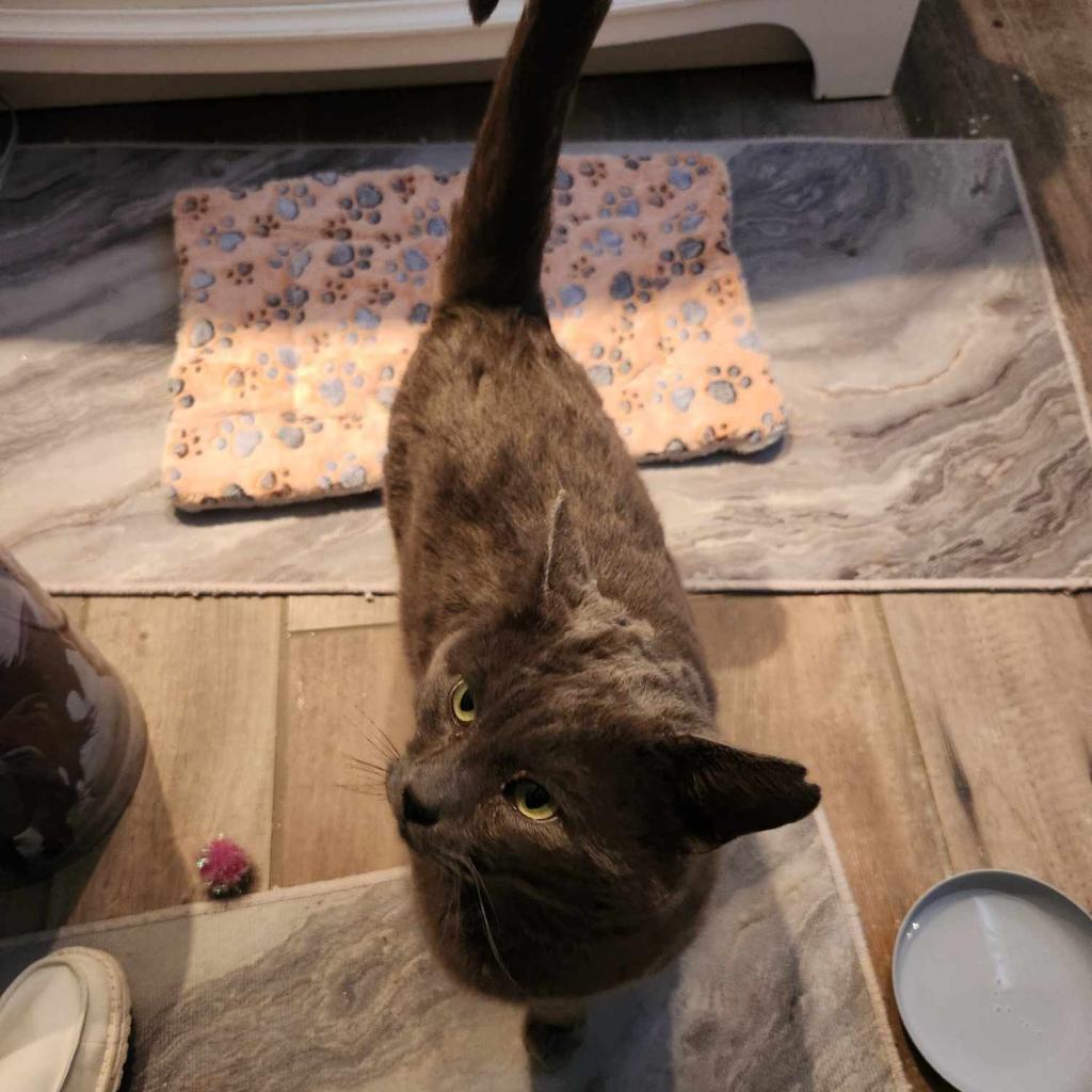 Sully, an adoptable Domestic Short Hair in Spring Hill, KS, 66083 | Photo Image 5