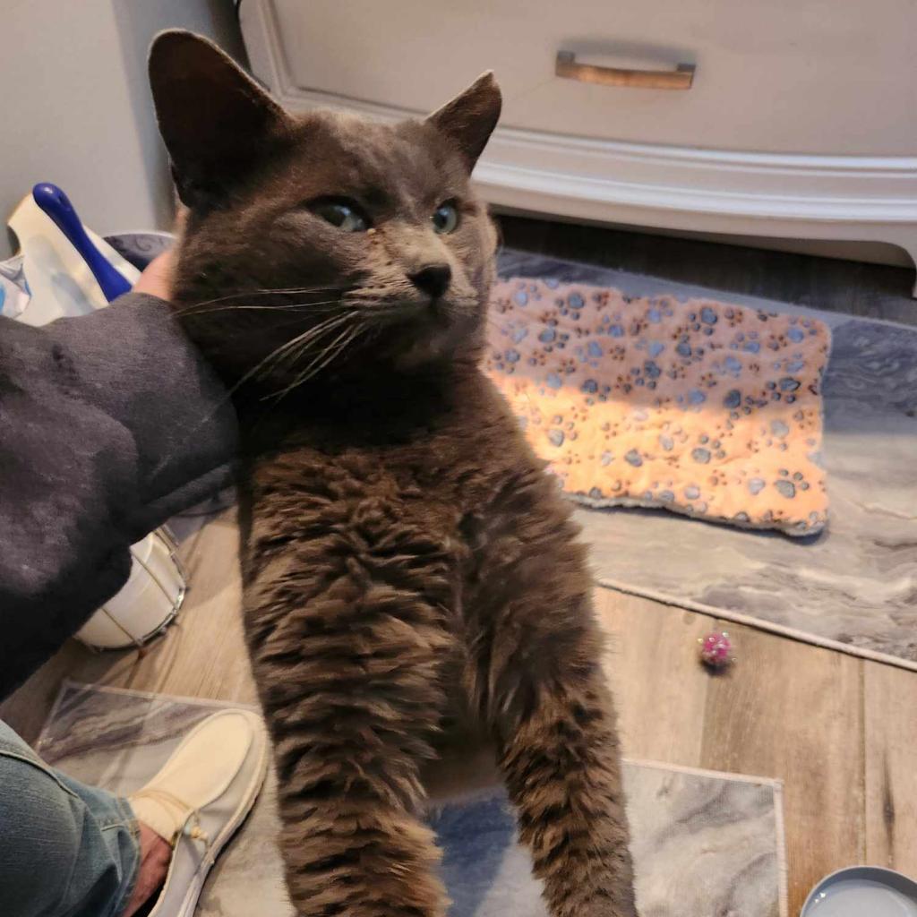 Sully, an adoptable Domestic Short Hair in Spring Hill, KS, 66083 | Photo Image 6