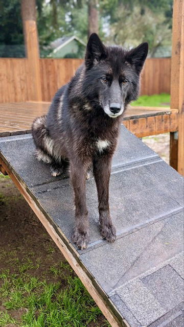 COURTESY POSTING: Shoneah (aka: "Sho"), an adoptable Husky in Alturas, CA, 96101 | Photo Image 1