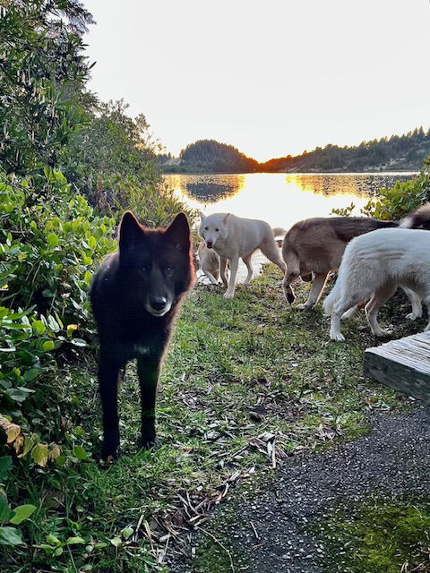 COURTESY POSTING: Shoneah (aka: "Sho"), an adoptable Husky in Alturas, CA, 96101 | Photo Image 2