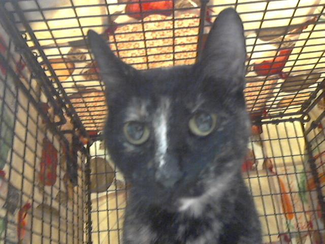 PERRI, an adoptable Domestic Short Hair in Tucson, AZ, 85745 | Photo Image 1