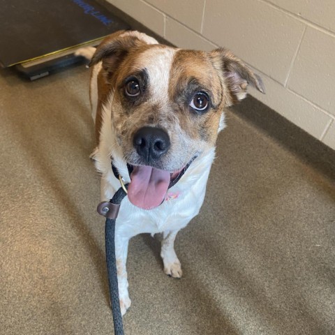 Pug and best sale australian shepherd mix