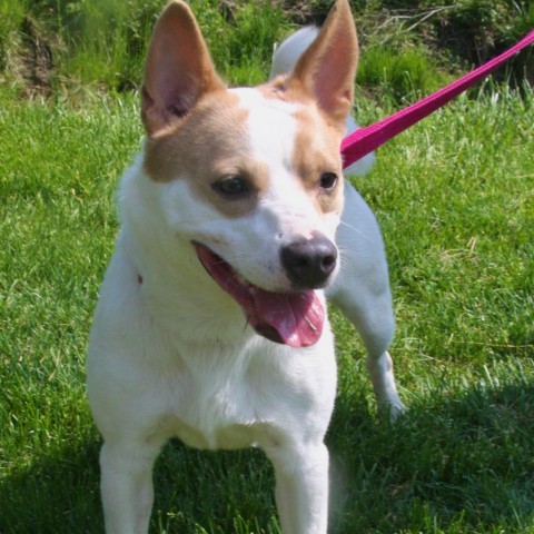 Rory, an adoptable Basenji in Allentown, PA, 18103 | Photo Image 2