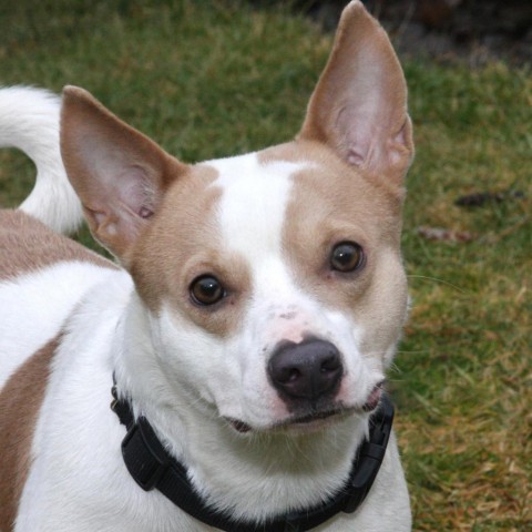 Rory, an adoptable Basenji in Allentown, PA, 18103 | Photo Image 3