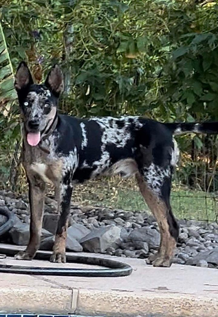 Petfinder catahoula hot sale