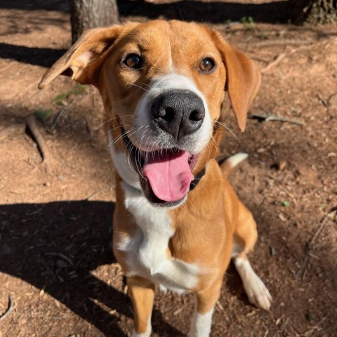 Dog for adoption Onsa a Labrador Retriever Mix in Lynchburg VA