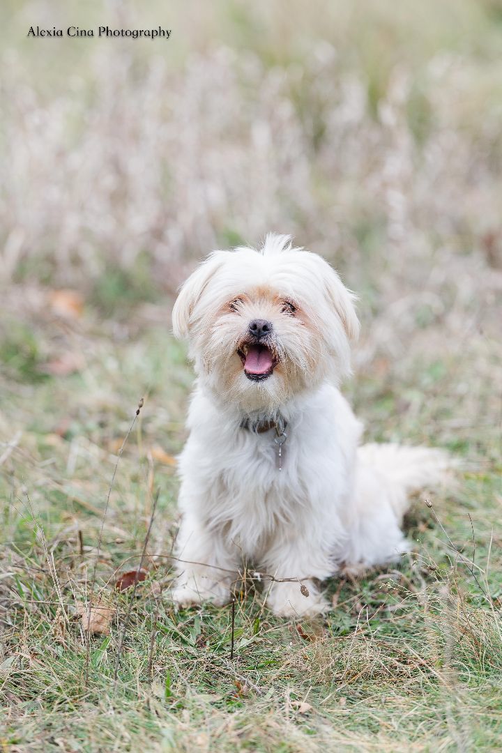 Lhasa store apso adoption