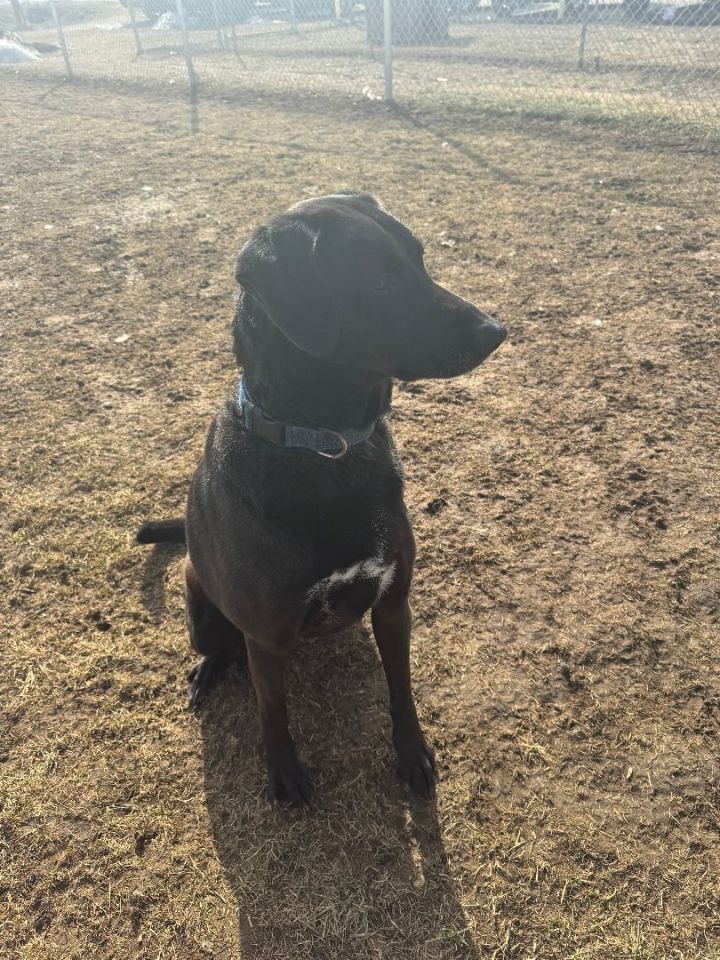 Dog for adoption Chance, a Black Labrador Retriever & Norwegian