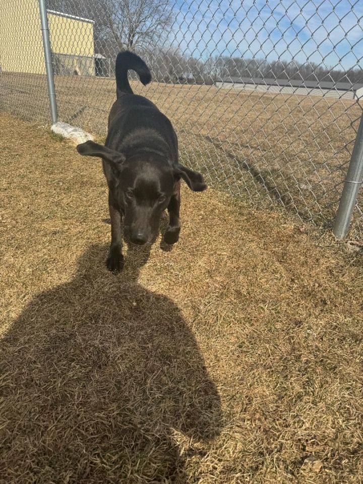Dog for adoption Chance, a Black Labrador Retriever & Norwegian