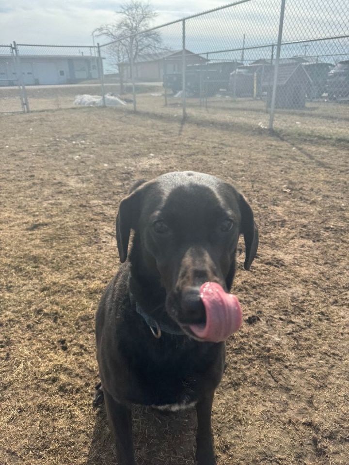 Dog for adoption Chance, a Black Labrador Retriever & Norwegian
