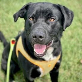 Bo Jack, an adoptable Black Labrador Retriever, Border Collie in Idaho Falls, ID, 83402 | Photo Image 1