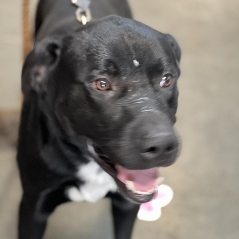 Bo Jack, an adoptable Black Labrador Retriever, Border Collie in Idaho Falls, ID, 83402 | Photo Image 2