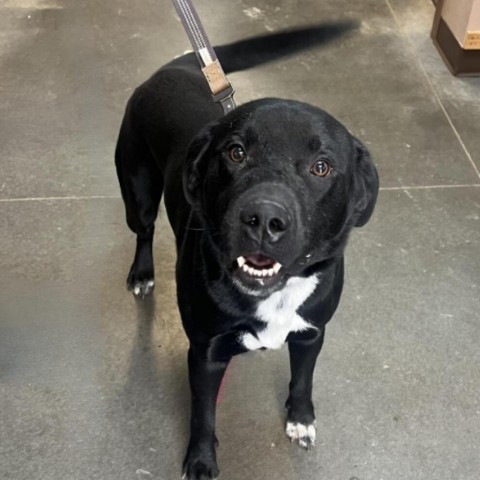 Bo Jack, an adoptable Black Labrador Retriever, Border Collie in Idaho Falls, ID, 83402 | Photo Image 3