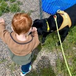 Bo Jack, an adoptable Black Labrador Retriever, Border Collie in Idaho Falls, ID, 83402 | Photo Image 4