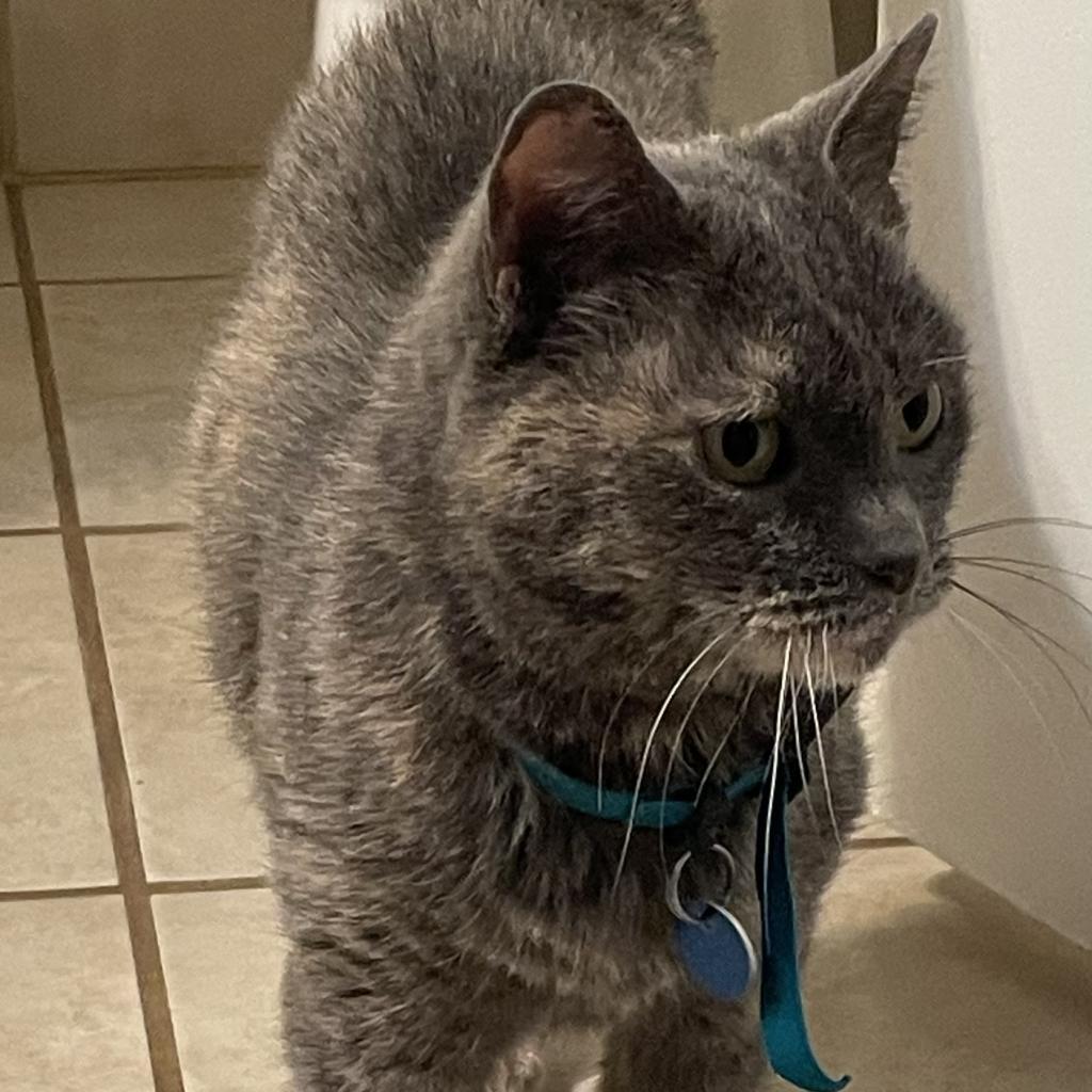 Cuyahoga, an adoptable Domestic Short Hair in Kanab, UT, 84741 | Photo Image 1