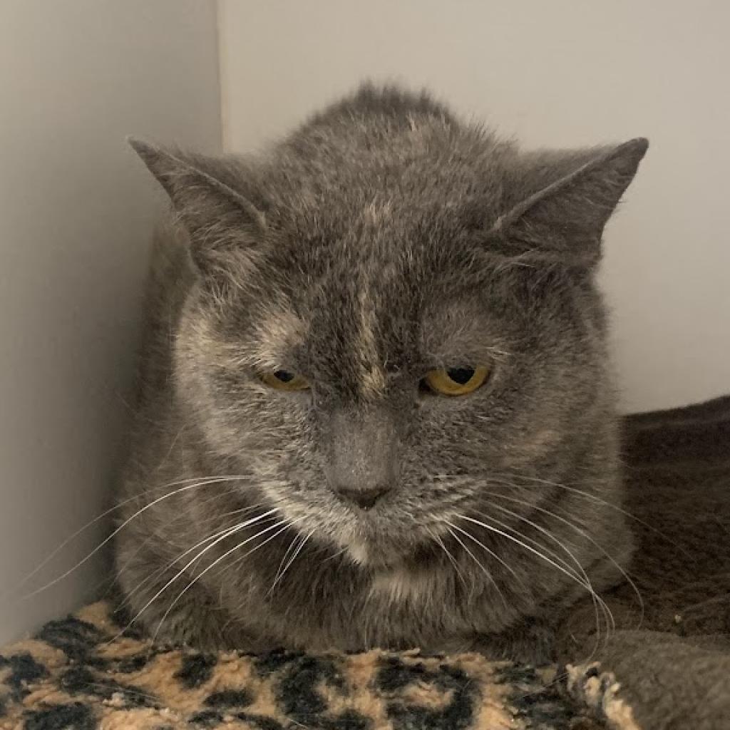 Cuyahoga, an adoptable Domestic Short Hair in Kanab, UT, 84741 | Photo Image 3