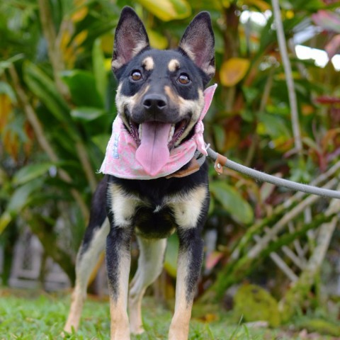 Peaches, an adoptable Mixed Breed in Kailua Kona, HI, 96740 | Photo Image 1