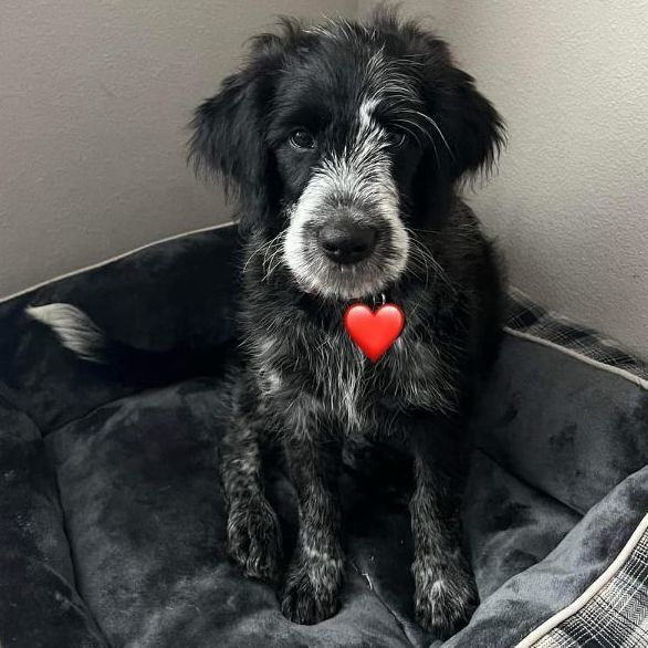 Aussiedoodle petfinder 2024