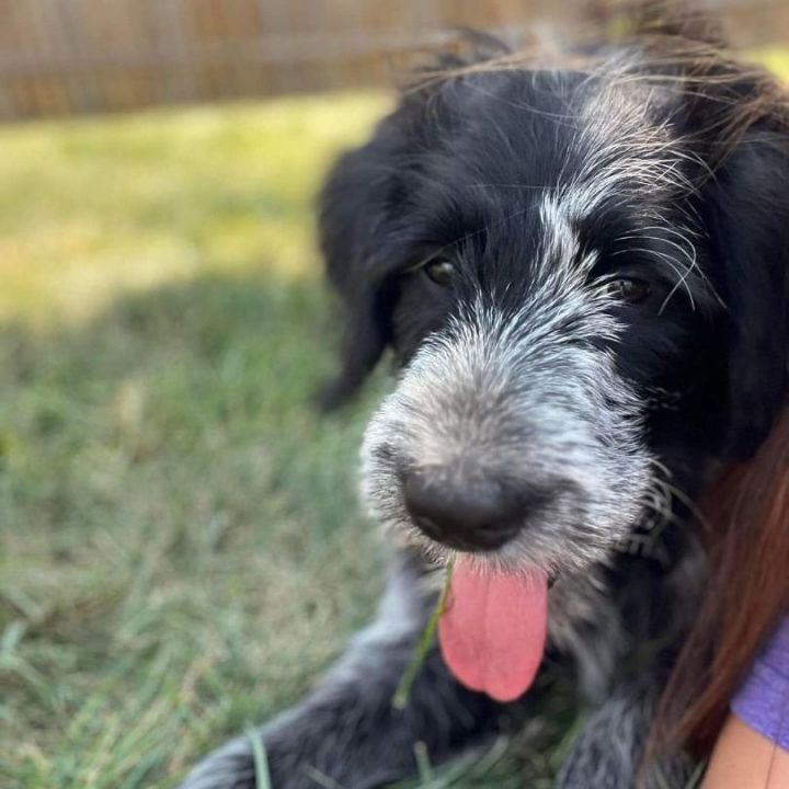 Petfinder aussiedoodle hot sale