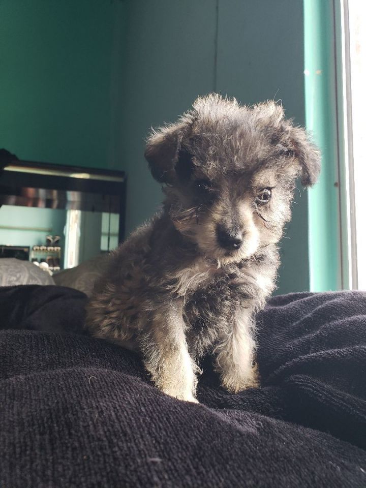 Maltipoo schnauzer best sale