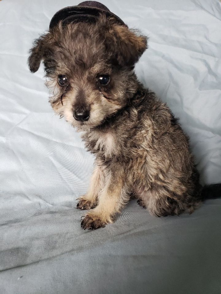 Schnauzer and hot sale maltipoo mix