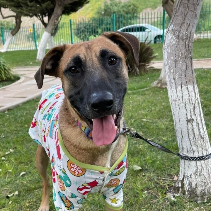 Petfinder training collar cheap