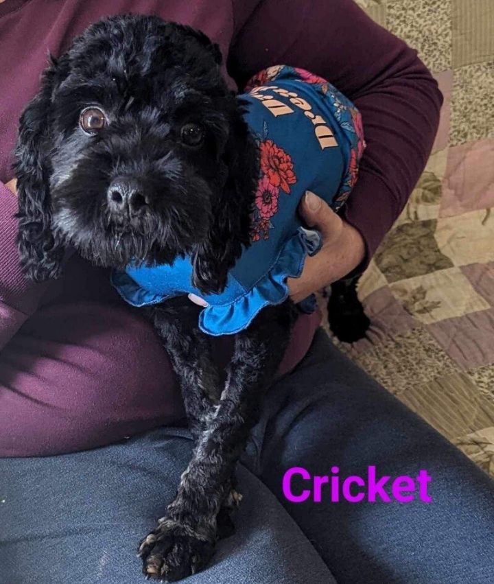 Petfinder cockapoo best sale