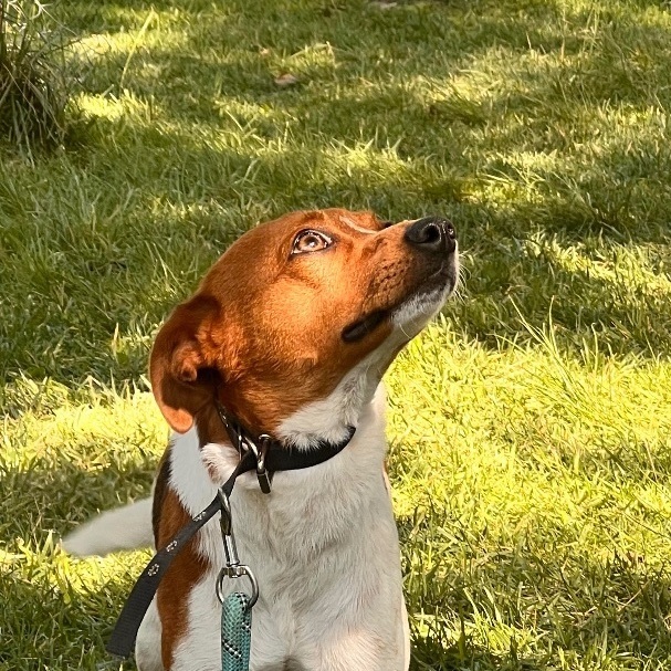 Foxhound jack sale russell mix