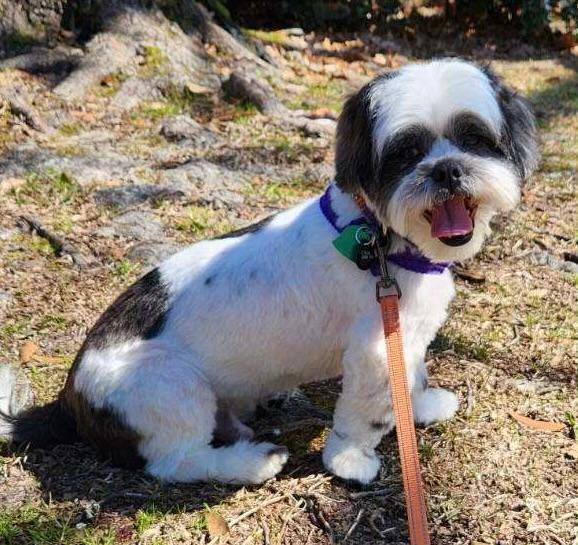 Oreo best sale shih tzu