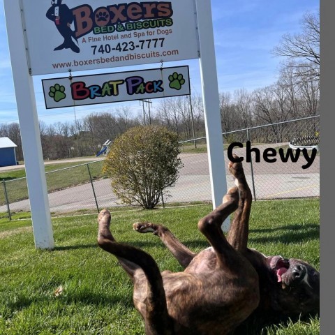 Chewy 4