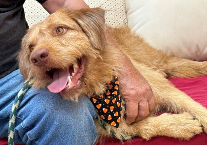 Buckwheat, an adoptable Vizsla, Mixed Breed in Tyler, TX, 75711 | Photo Image 1