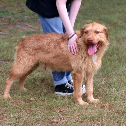 Buckwheat, an adoptable Vizsla, Mixed Breed in Tyler, TX, 75711 | Photo Image 2