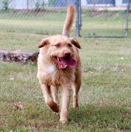 Buckwheat, an adoptable Vizsla, Mixed Breed in Tyler, TX, 75711 | Photo Image 3