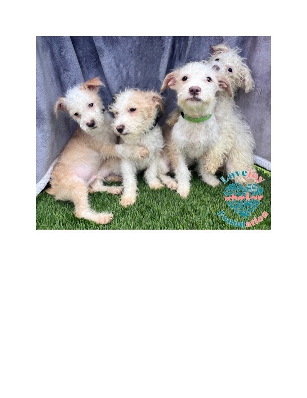 Poodle best sale mix petfinder