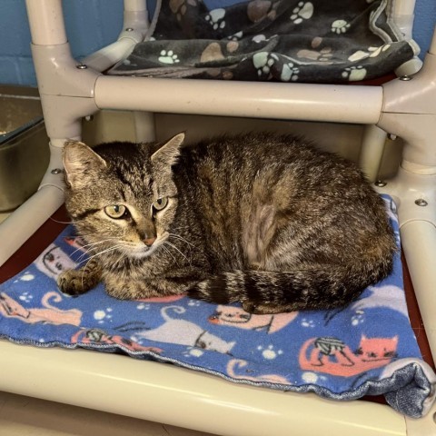 Lady of the Lake, an adoptable Domestic Short Hair in Austin, TX, 78704 | Photo Image 5