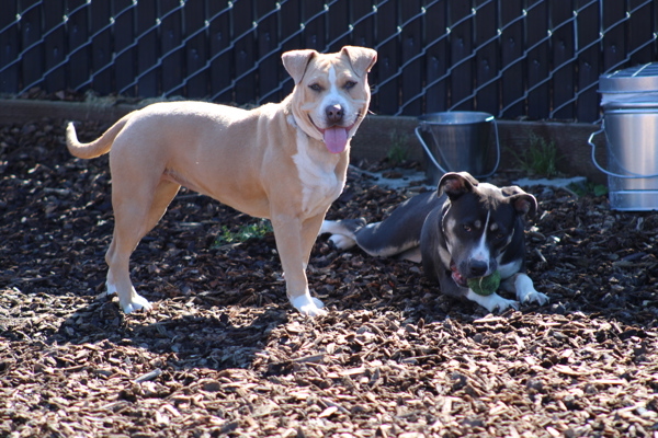 Dog for adoption Honey a Pit Bull Terrier Mix in Napa CA