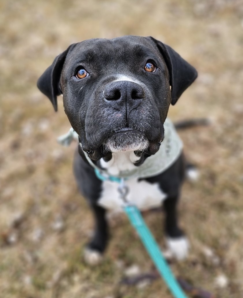 Killua, an adoptable Pit Bull Terrier, Boxer in Twin Falls, ID, 83301 | Photo Image 1