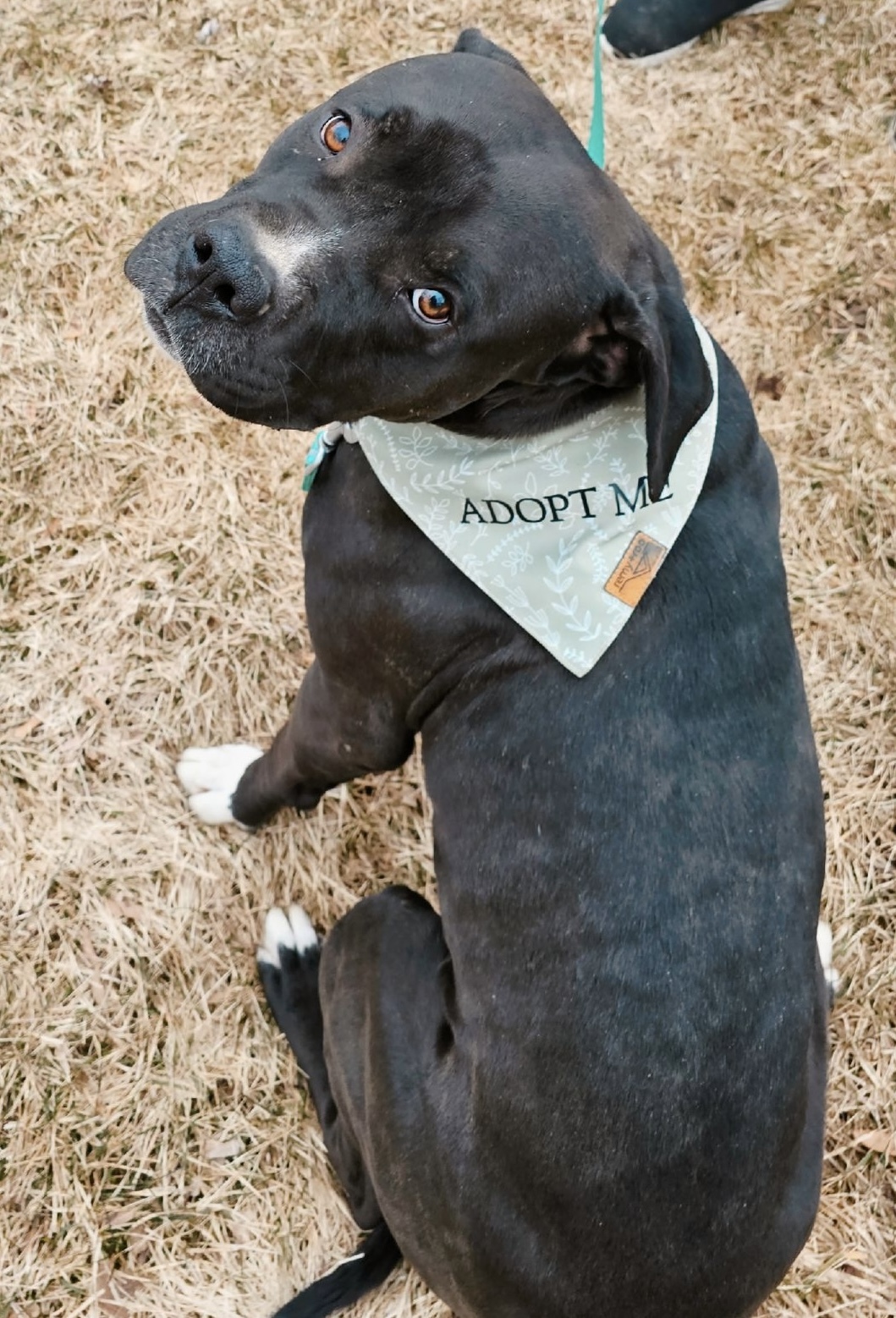 Killua, an adoptable Pit Bull Terrier, Boxer in Twin Falls, ID, 83301 | Photo Image 2