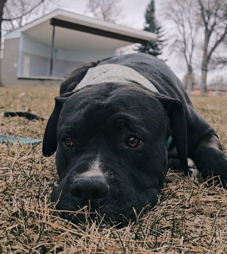 Killua, an adoptable Pit Bull Terrier, Boxer in Twin Falls, ID, 83301 | Photo Image 3