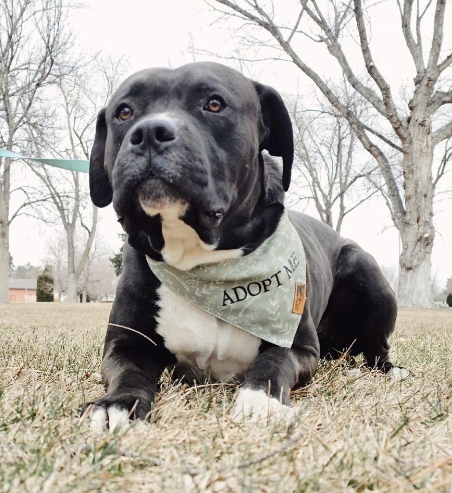 Killua, an adoptable Pit Bull Terrier, Boxer in Twin Falls, ID, 83301 | Photo Image 4