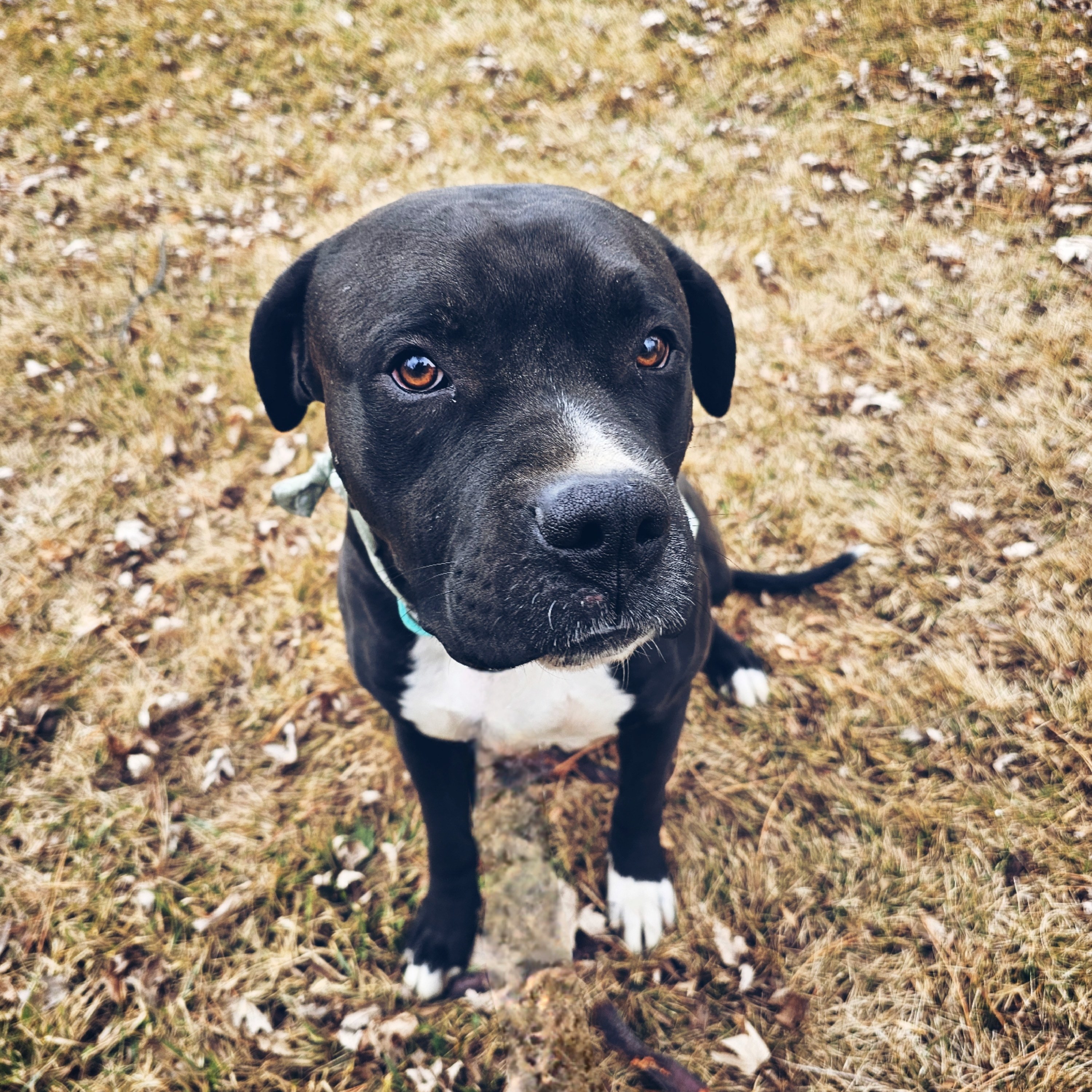 Killua, an adoptable Pit Bull Terrier, Boxer in Twin Falls, ID, 83301 | Photo Image 5